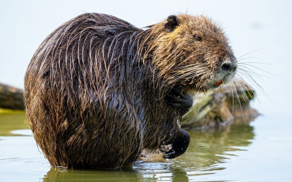 Animais com N Nutria