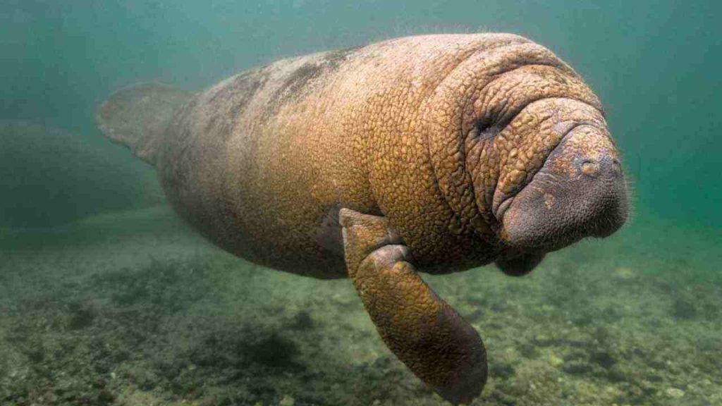 Animais da Amazônia Peixe-boi da Amazônia (Trichechus inunguis)