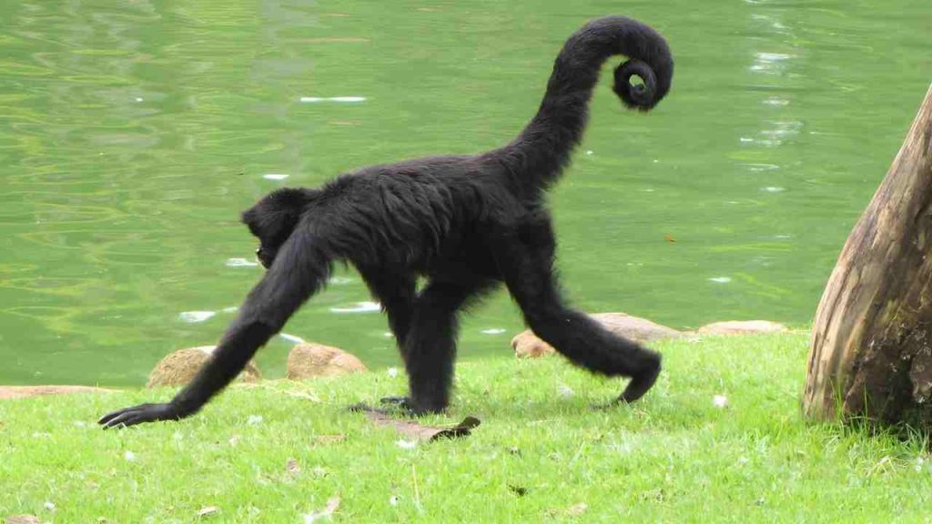 Animais da Amazônia em extinção-Macaco-Aranha-de-Cara-Preta (Ateles chamek)