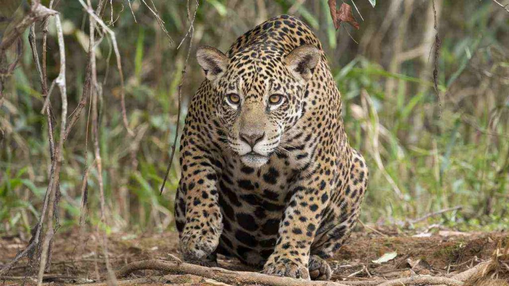 animais domésticos e selvagens