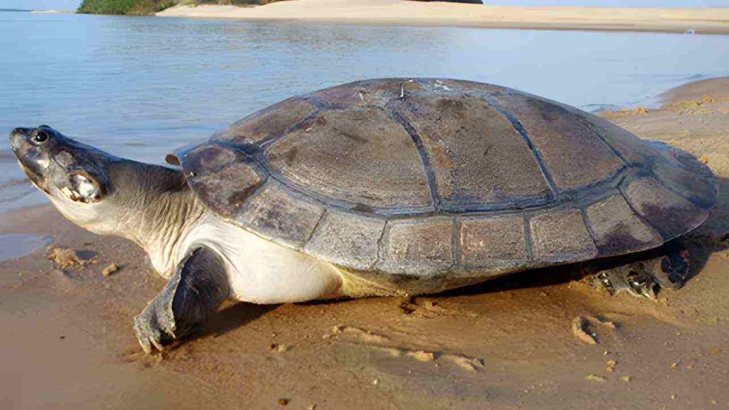 Animais da Amazônia