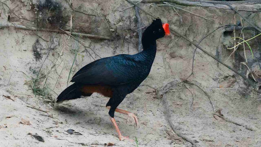 Animais da Amazônia- Mutum-do-Norte (Pauxi tuberosa)