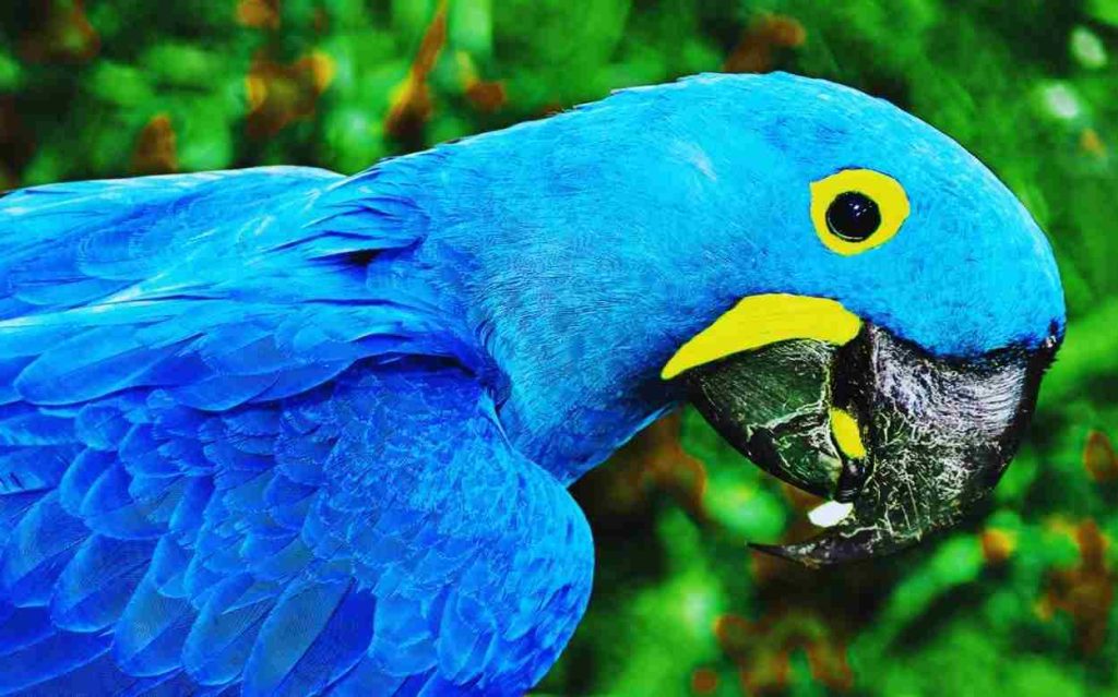 Animais da Caatinga Ararinha Azul (Cyanopsitta spixii)