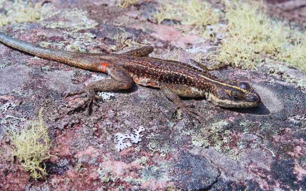 Animais da Caatinga Calango de Lajedo (Tropidurus semitaeniatus)