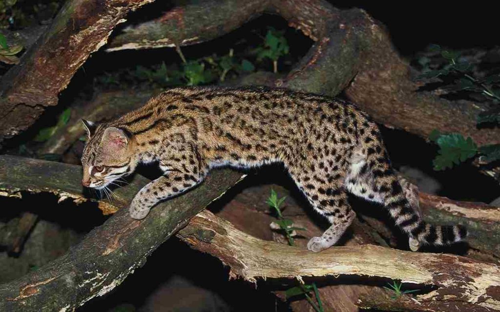 Animais da Caatinga Gato do Mato (Leopardus tigrinus) 