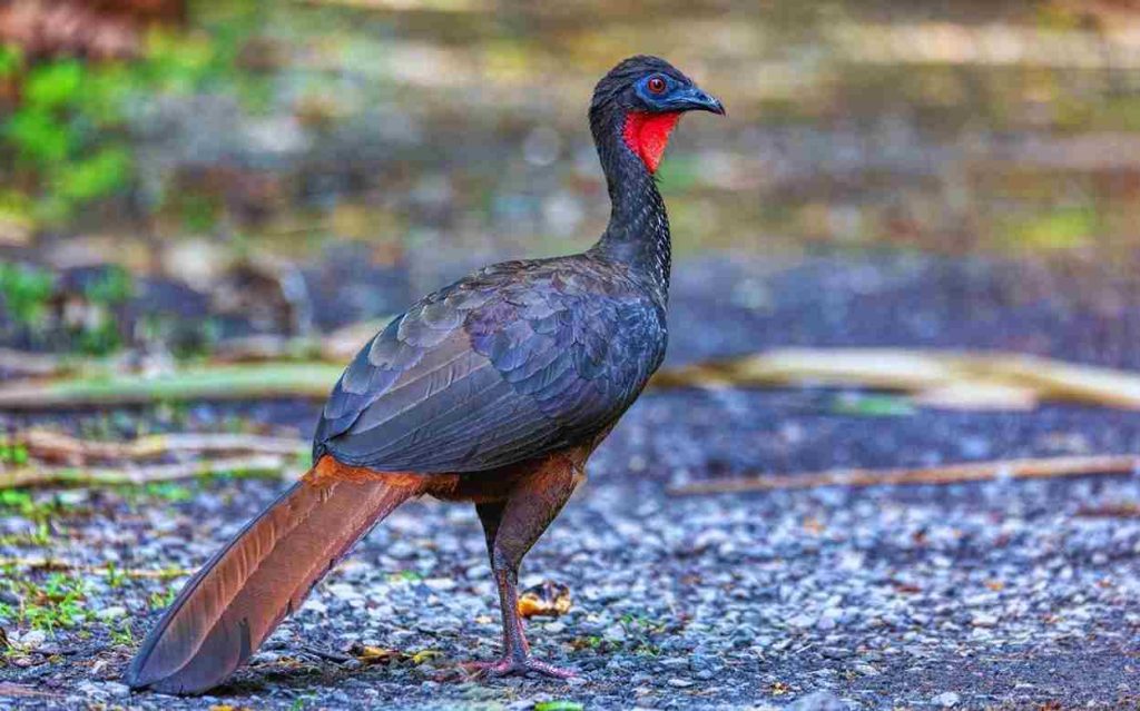Animais da Caatinga Jacucaca (Penelope jacucaca)