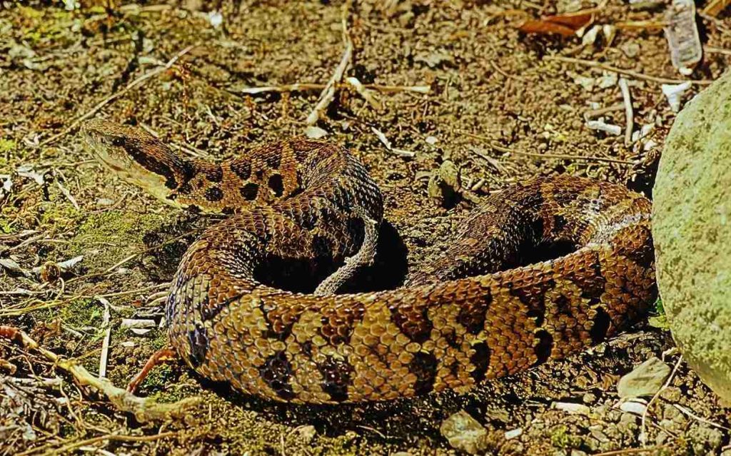 Animais da Caatinga Jararaca da Seca (Bothrops spp.)
