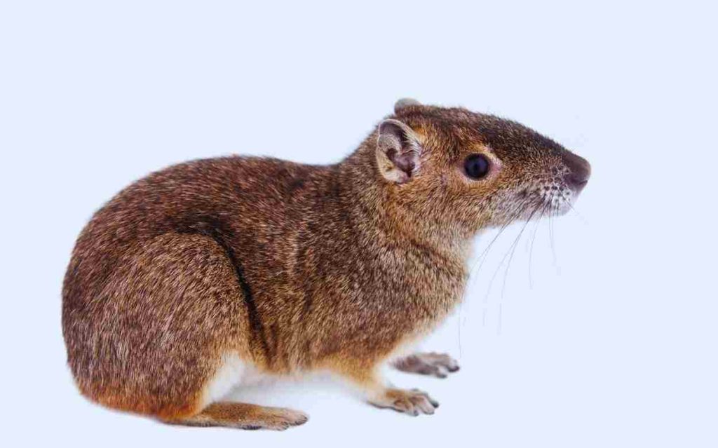 Animais da Caatinga Mocó (Kerodon rupestris) 