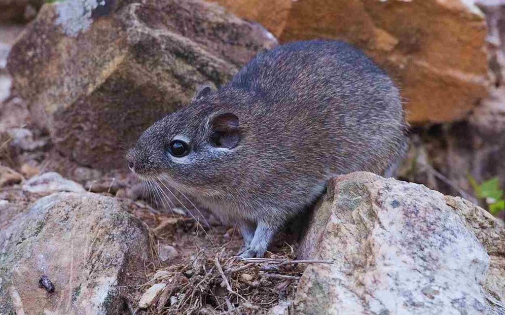 Animais da Caatinga Punaré (Thrichomys apereoides)