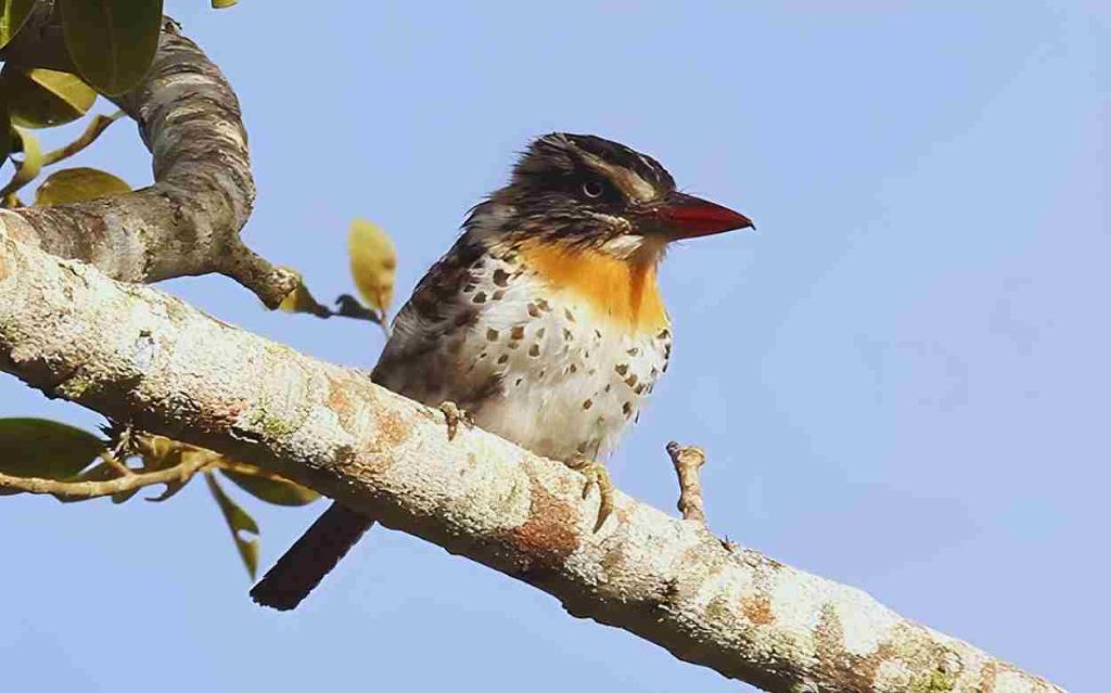 Animais da Caatinga Rapazinho dos Velhos (Nystalus maculatus) Foto reprodução Youtube Aves e Fotos Editora Edson Endrigo 10