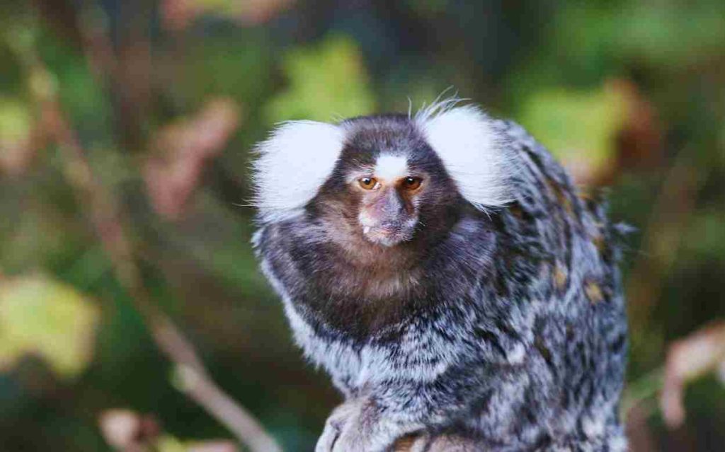Animais da Caatinga Tatu Bola da Caatinga (Tolypeutes tricinctus)