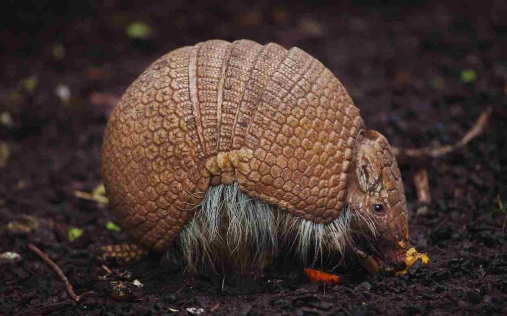 Animais da Caatinga Tatu Bola da Caatinga (Tolypeutes tricinctus) 