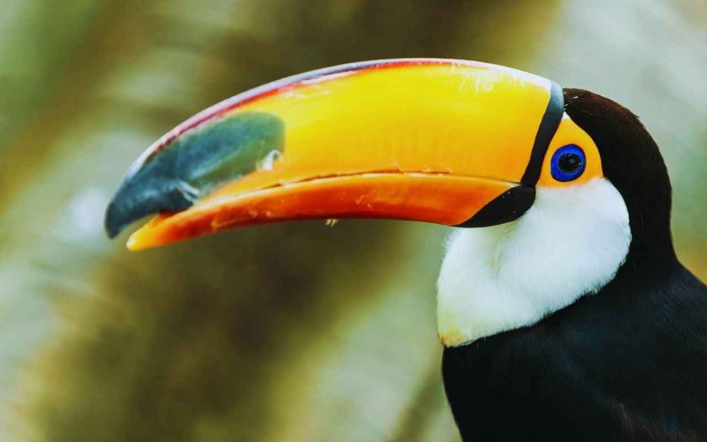 Animais da amazônia-Tucano-Toco (Ramphastos toco)