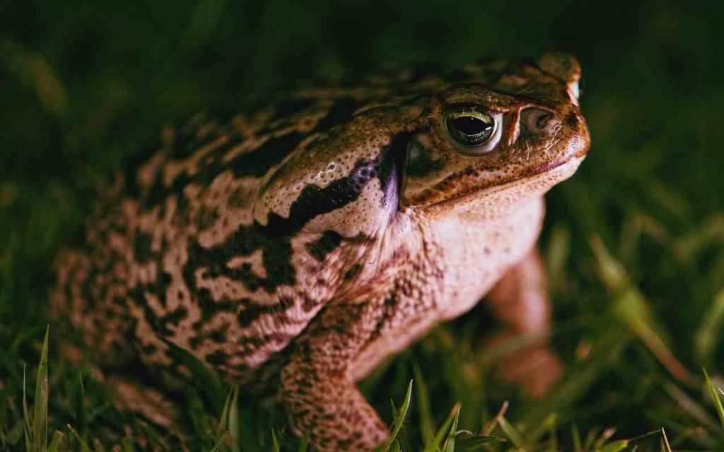 Animais da Amazônia- Sapo-Cururu (Rhinella jimi)