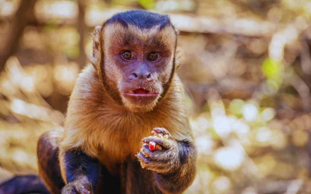 Animais do Cerrado-Macaco-Prego (Sapajus libidinosus)