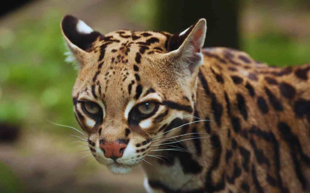 Animais do Cerrado-Jaguatirica (Leopardus pardalis)