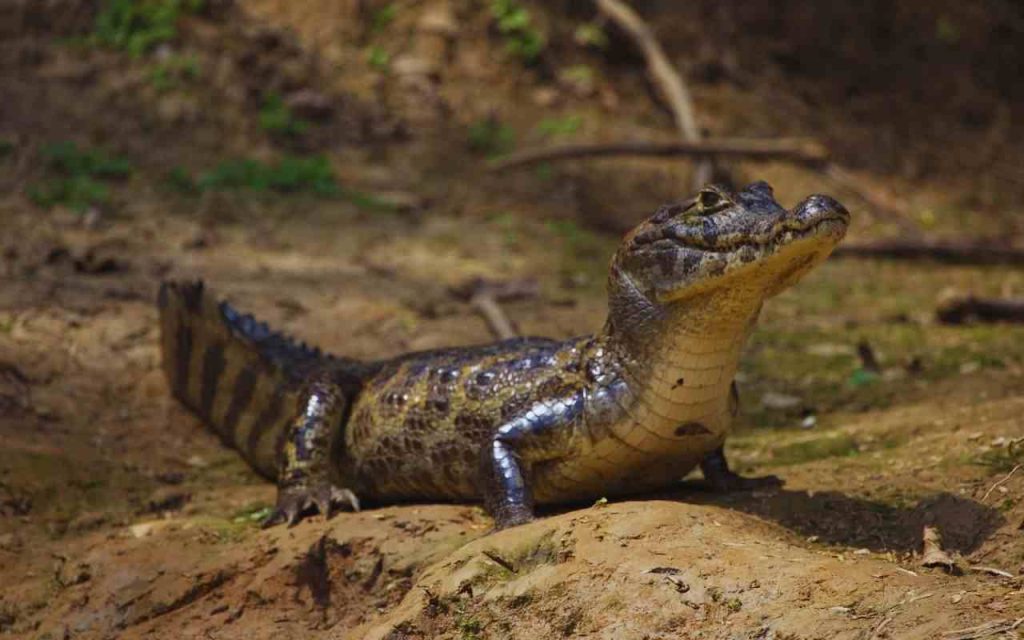 Animais da amazônia-Jacaré-Açu (Melanosuchus niger)