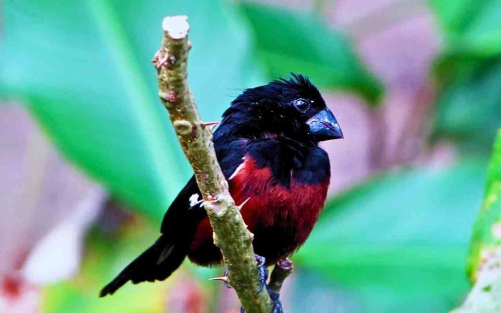 Animais da amazônia-Curió (Sporophila angolensis)