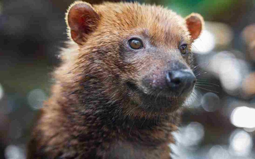 Animais do Cerrado Cachorro do Mato Vinagre (Speothos venaticus)) 