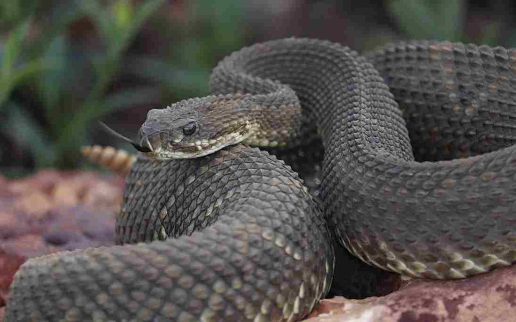 Animais do Cerrado Cascavel (Crotalus durissus) 