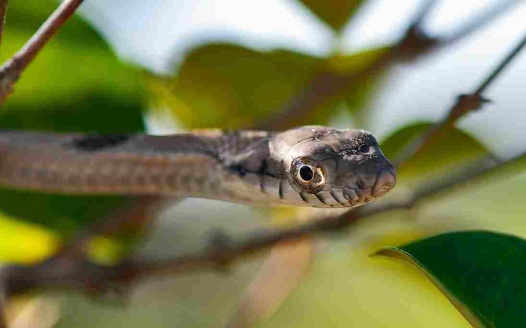 Animais do Cerrado Cobra Cipó (Chironius spp.) 