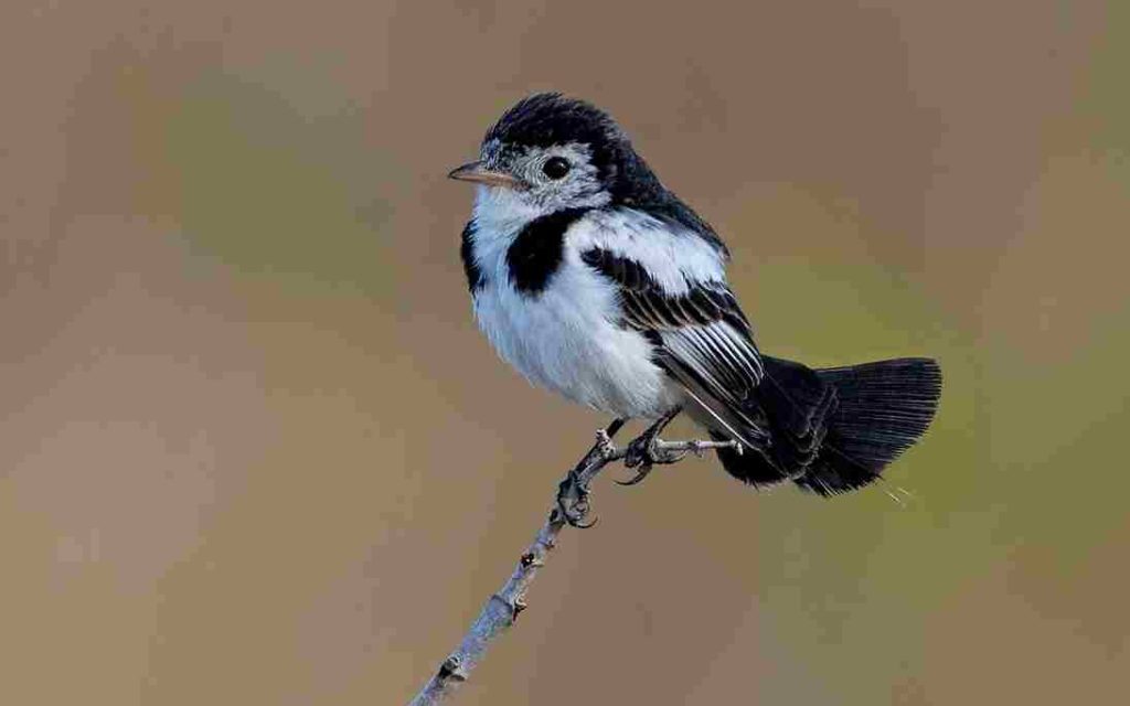 Animais do Cerrado Galito (Alectrurus tricolor) 