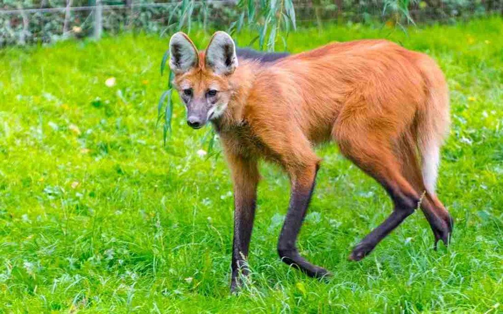 Animais do Cerrado Lobo Guará (Chrysocyon brachyurus) 