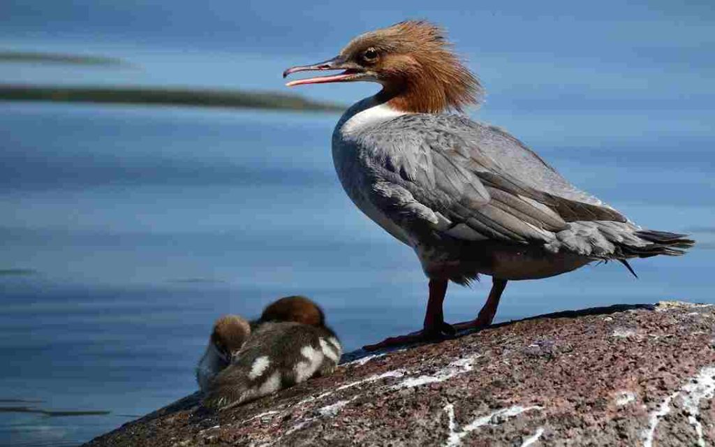 Animais do Pantanal- Pato Mergulhão (Mergus octosetaceus)