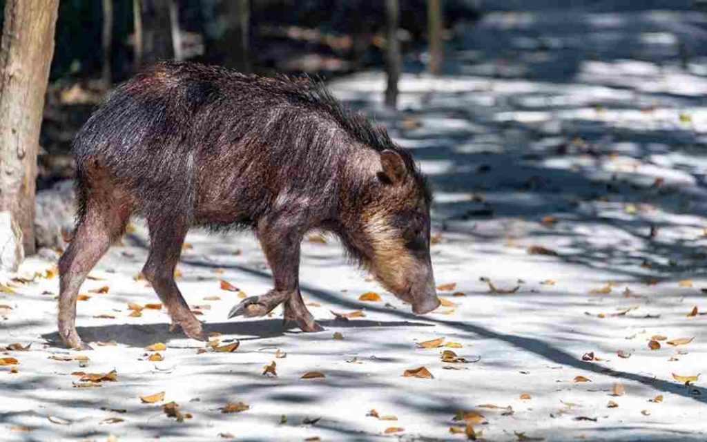 Animais do Cerrado Queixada (Tayassu pecari) 