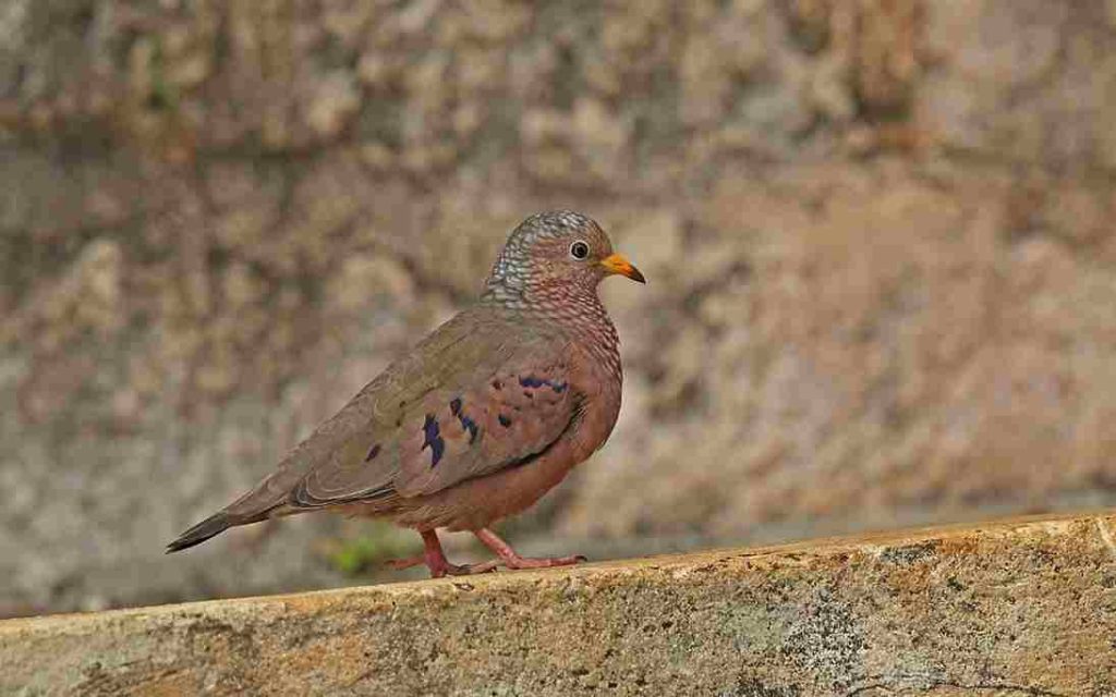 Animais do Cerrado Rolinha do Planalto (Columbina cyanopis)
