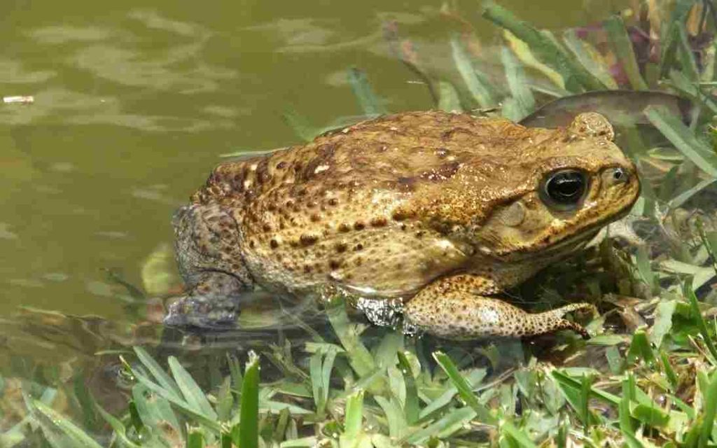 Animais do Cerrado Sapo Cururu (Rhinella spp.) 