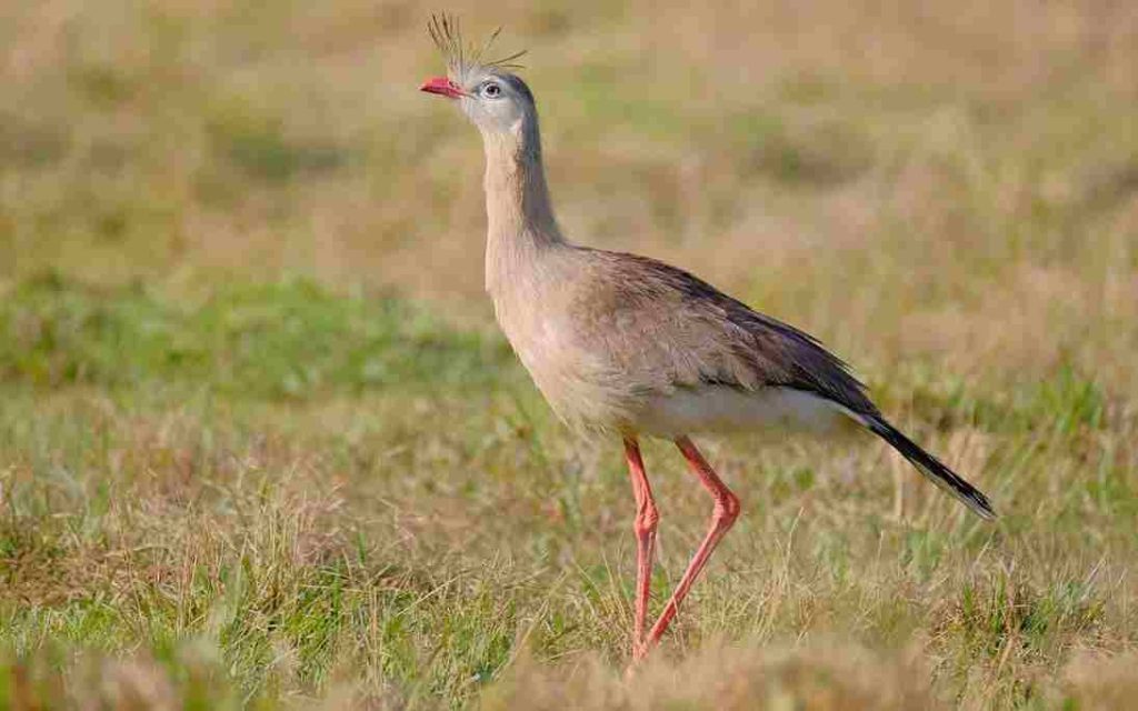 Animais do Pantanal- Animais do Cerrado Seriema (Cariama cristata) 