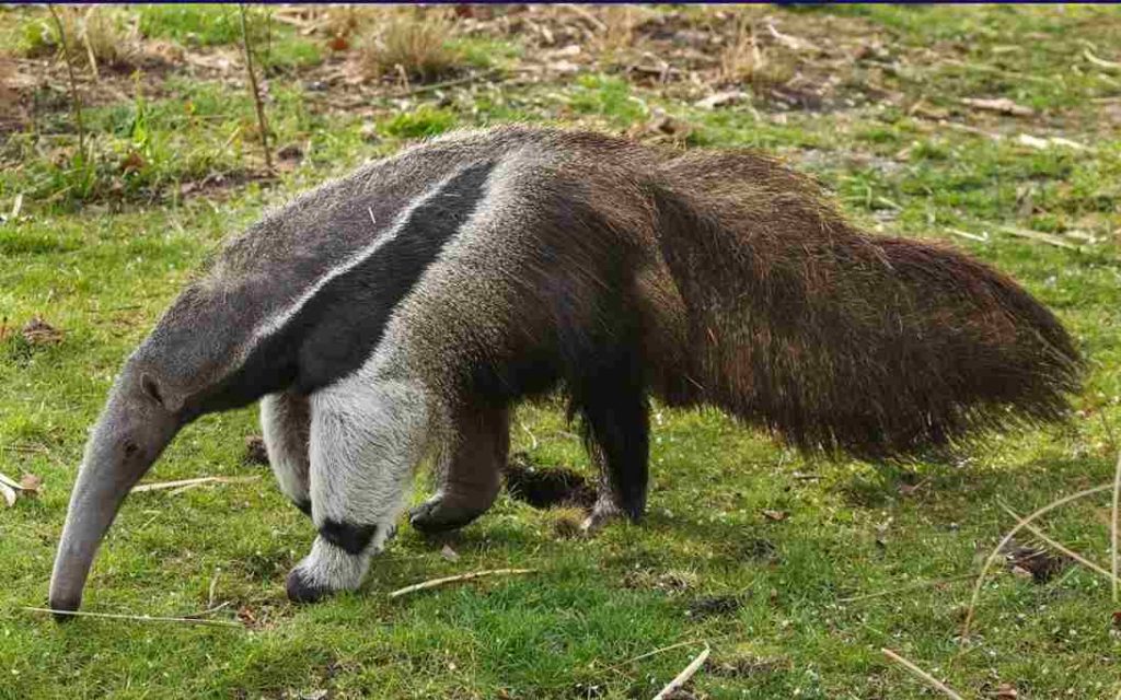 Animais do Pantanal-Tamanduá Bandeira (Myrmecophaga tridactyla)