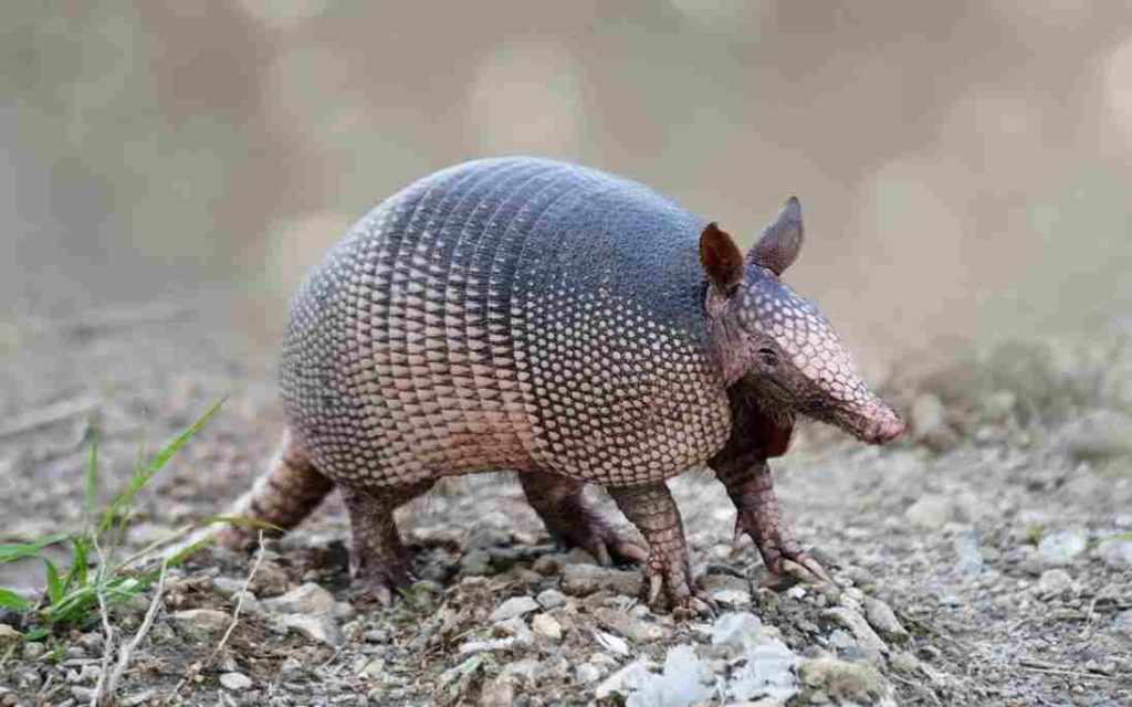Animais do Cerrado Tatu Canastra (Priodontes maximus) 