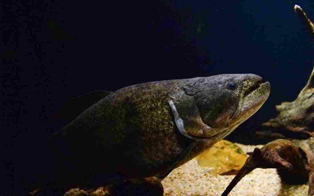 Animais do Cerrado Traíra (Hoplias spp.)