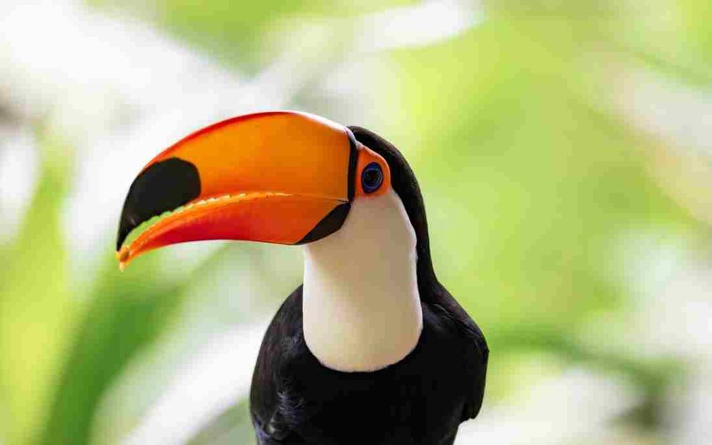 Animais do Cerrado Tucanuçu (Ramphastos toco) 