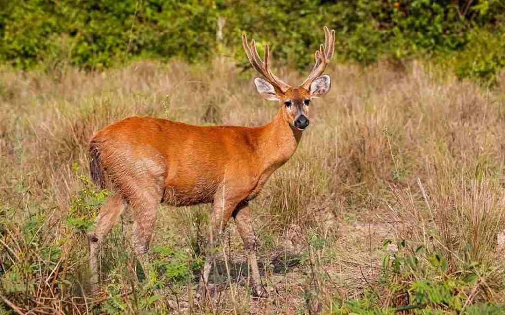Animais do Pantanal-Cervo-do-Pantanal (Blastocerus dichotomus)