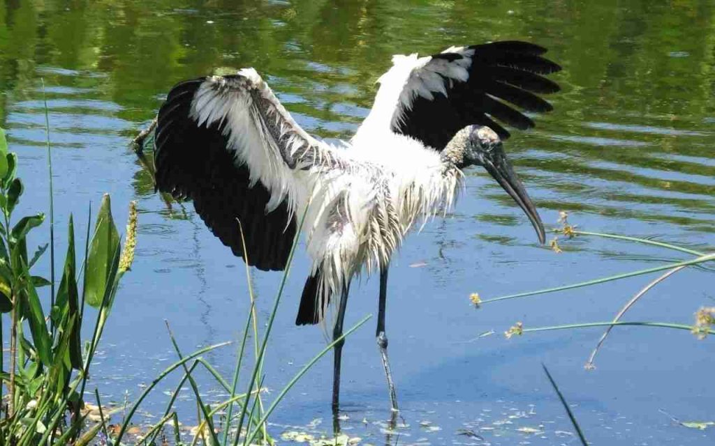 Animais do Pantanal Cabeça Seca (Mycteria americana) 
