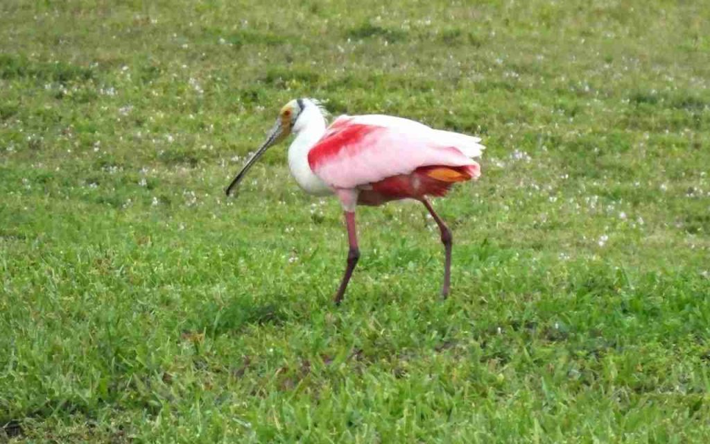 Animais do Pantanal Colhereiro (Platalea ajaja)