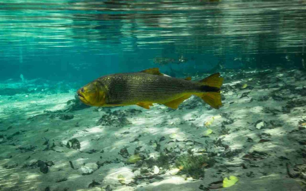 Animais do Pantanal Dourado (Salminus brasiliensis) 