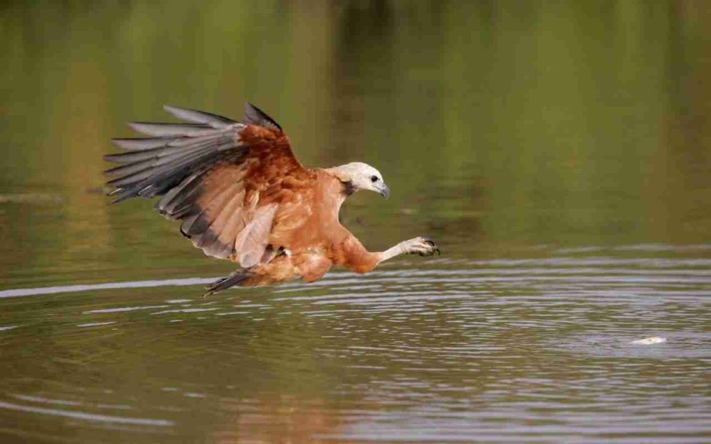 Animais do Pantanal Gavião Belzebu (Busarellus nigricollis) 