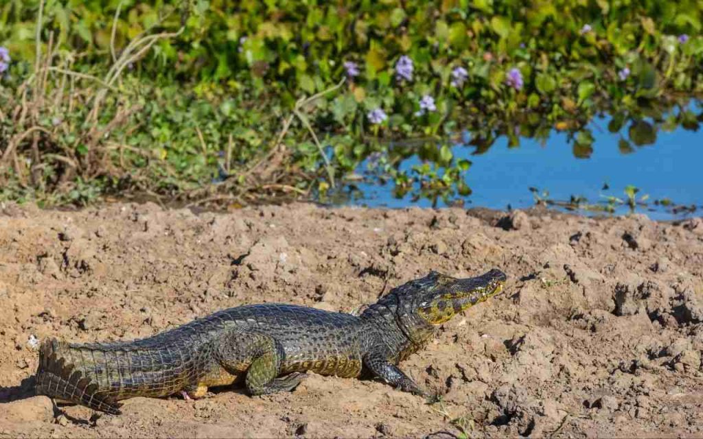 Animais do Pantanal Jacaré do Pantanal (Caiman yacare)