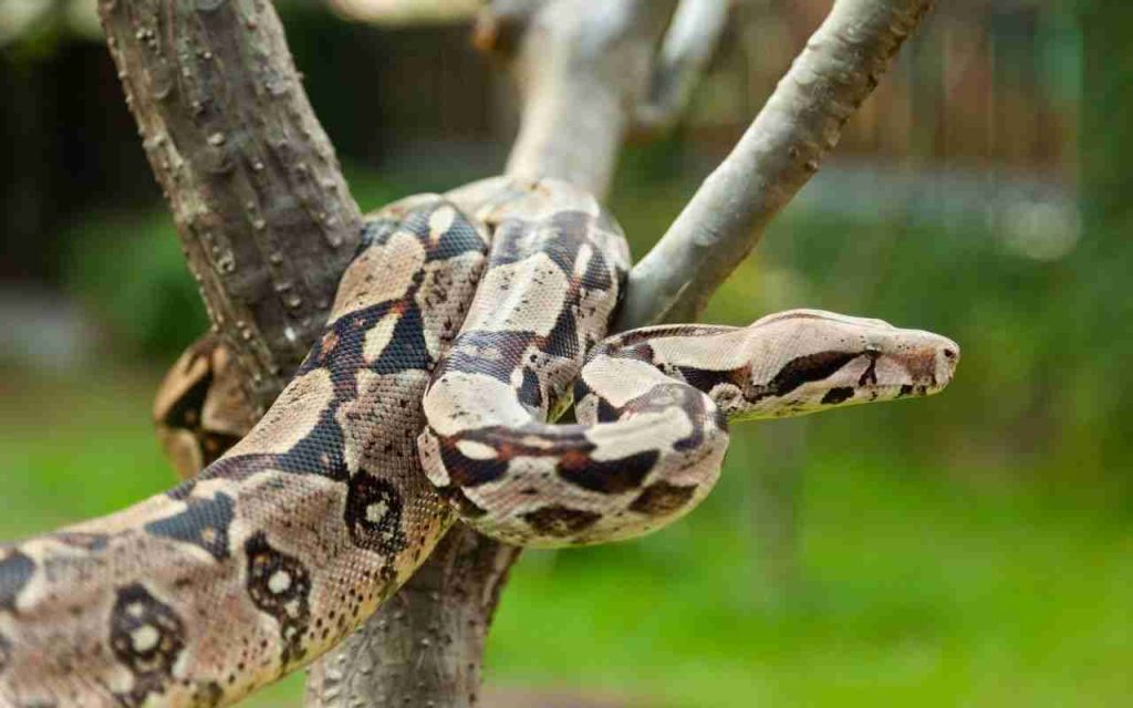 Animais do Pantanal Jiboia (Boa constrictor)