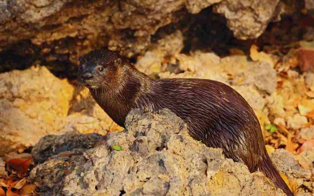 Animais do Pantanal Lontra Neotropical (Lontra longicaudis)