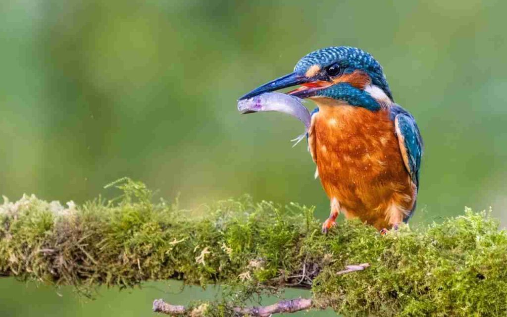 Animais do Pantanal Martim Pescador Gigante (Megaceryle torquata) 