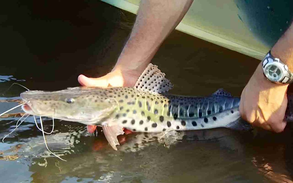 Animais do Pantanal Pintado (Pseudoplatystoma corruscans)