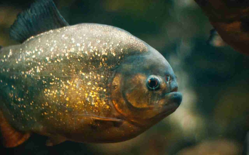 Animais do Pantanal Piranha (Pygocentrus nattereri e Serrasalmus spp.)