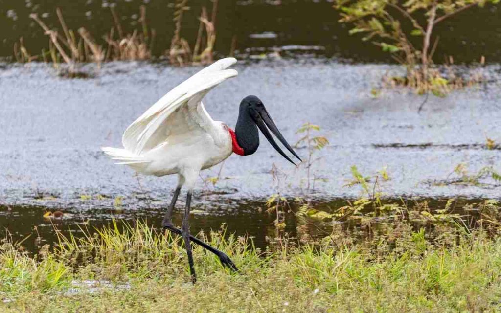 Animais do Pantanal Tuiuiú (Jabiru mycteria) 