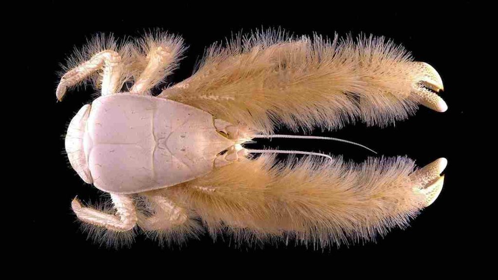 Animais marinhos Caranguejo Yeti (Kiwa hirsuta)