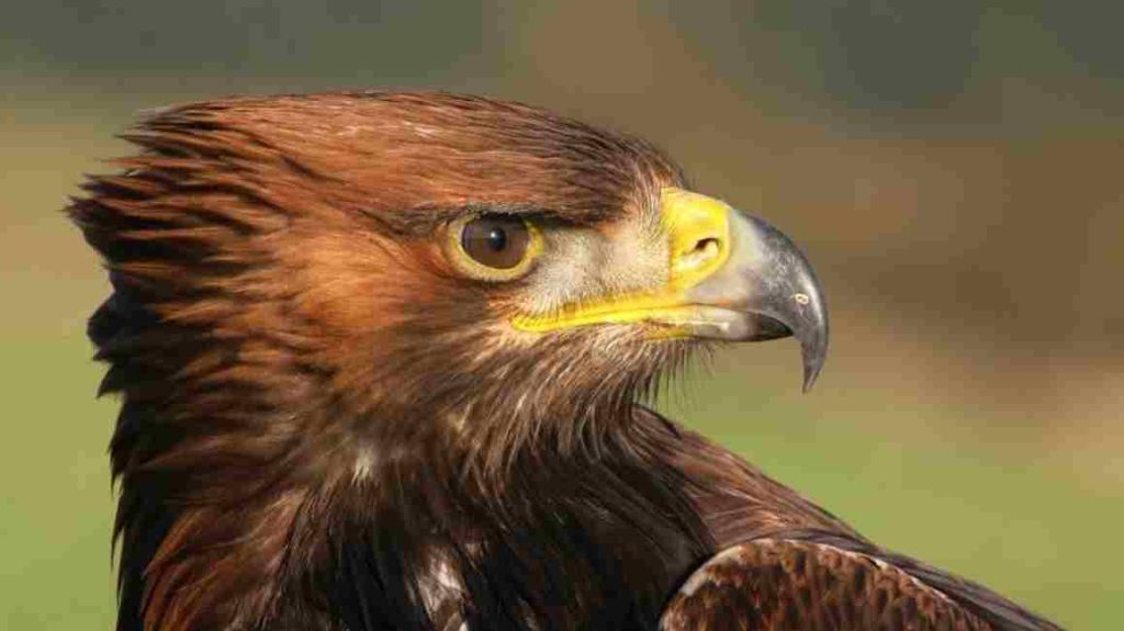 Animais selvagens Águia-Real